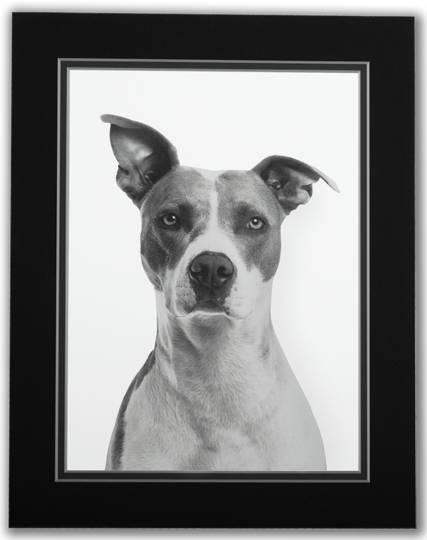 Images Web Technicare FoamBoard DigitalMatte Dog 1